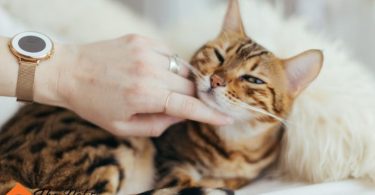 Cat Vaccine Schedule
