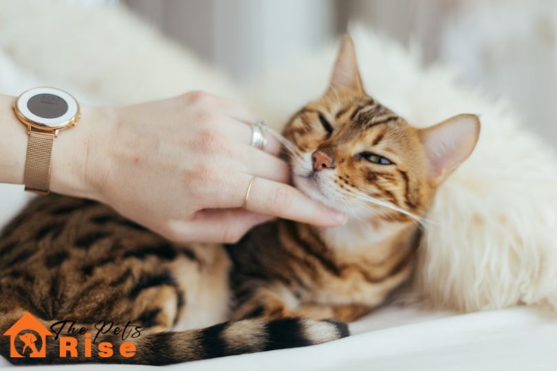 Cat Vaccine Schedule