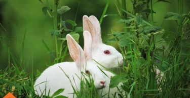 how to care of rabbits