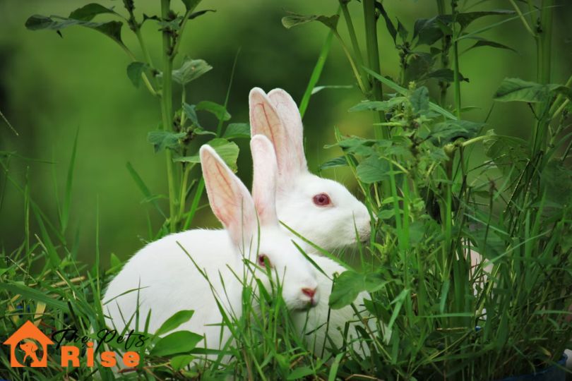 how to care of rabbits