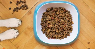 what to feed the dog