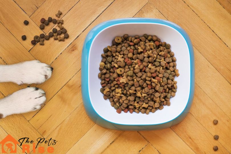 what to feed the dog