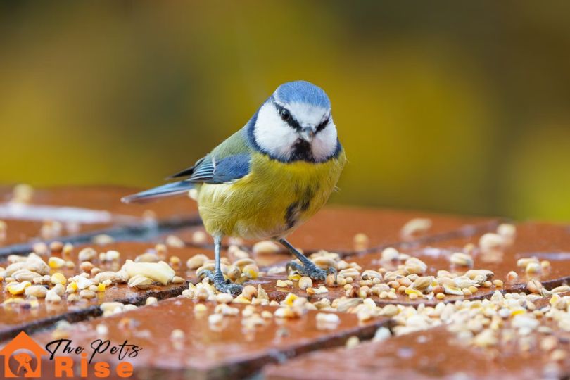 what to feed your birds