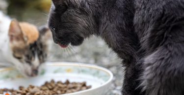 what to feed your cat