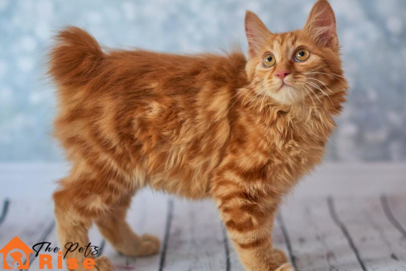 List of Long Hair Cats