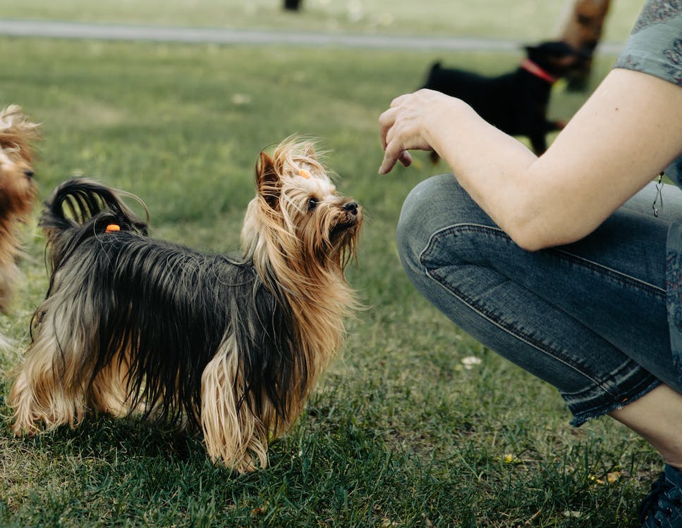 Australian Terrier | thepetsrise.com