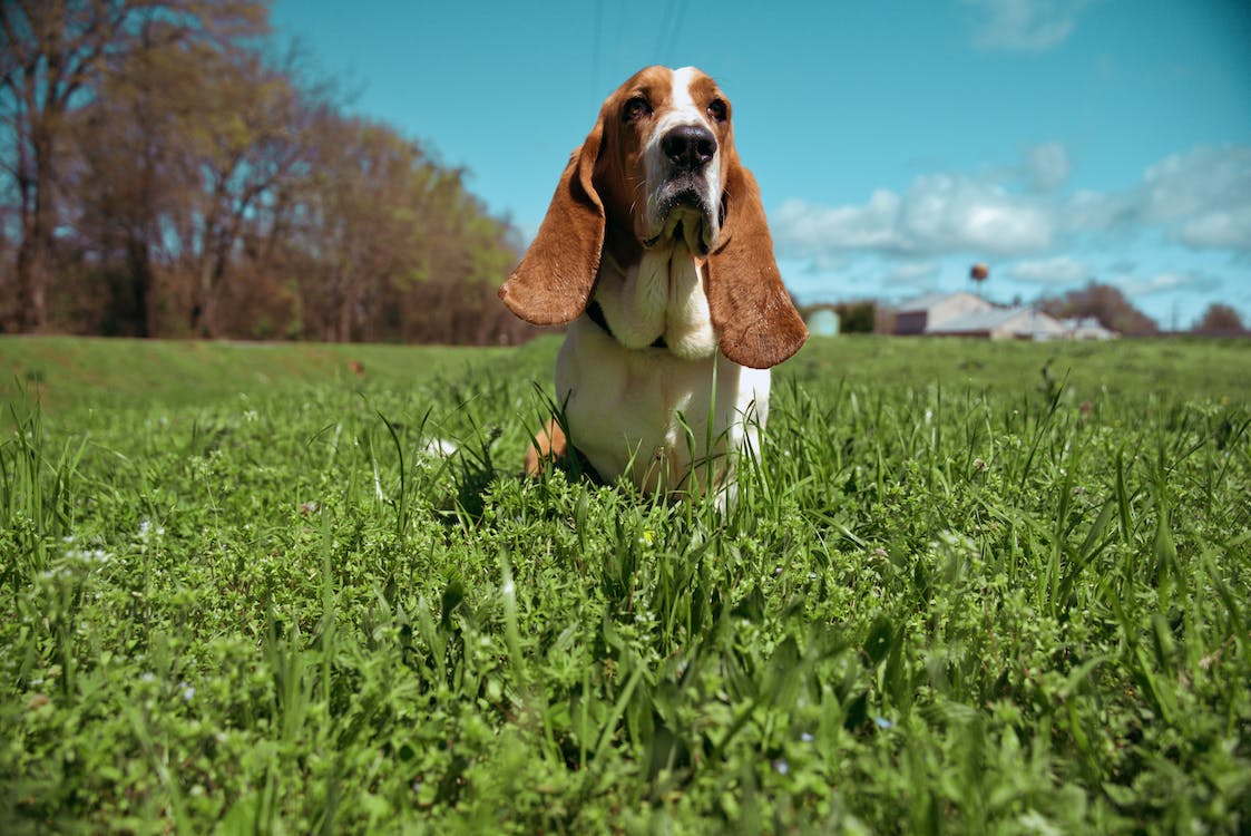 Basset Hound | thepetsrise.com