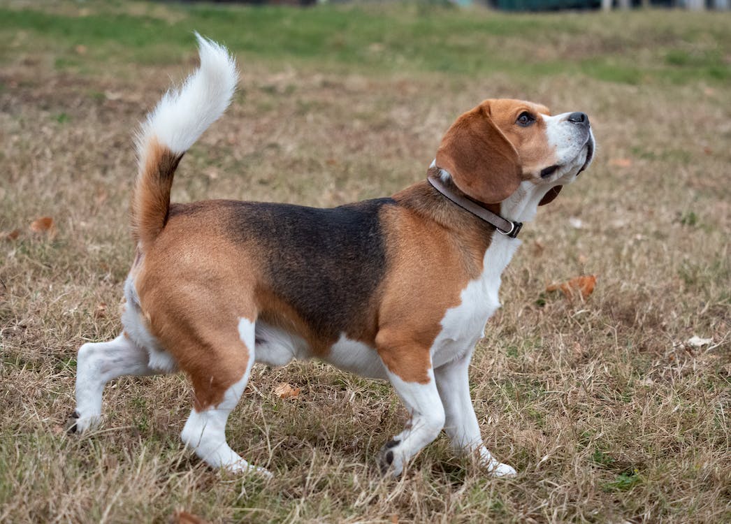 Beagle | thepetsrise.com