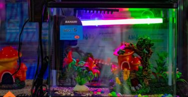 Best Accessories for Aquarium