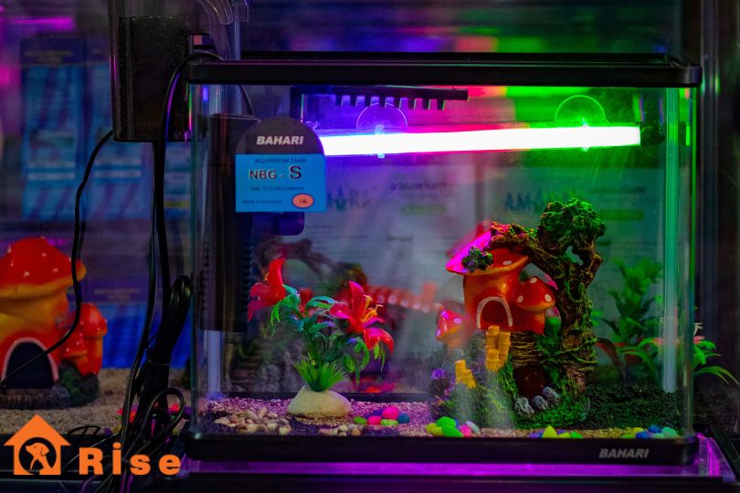 Best Accessories for Aquarium