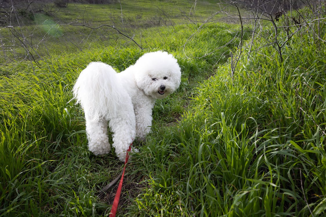Bichon Frise | thepetsrise.com