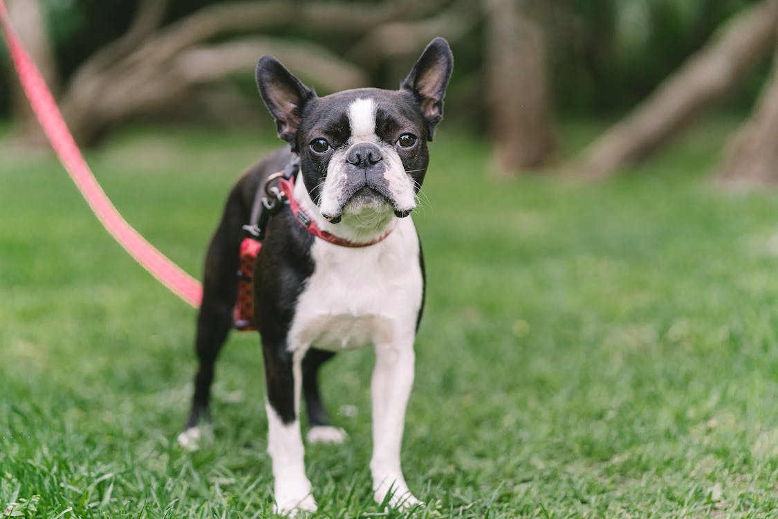 Boston Terrier | thepetsrise.com