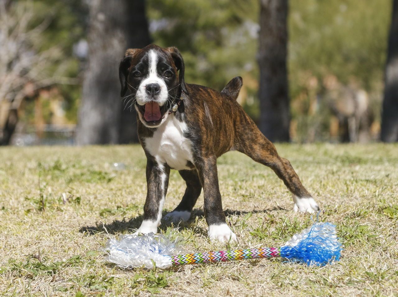 Boxer | thepetsrise.com