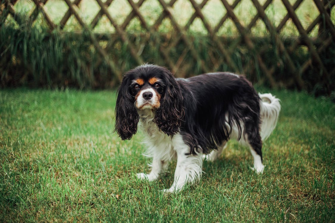 Cavalier King Charles Spaniel | thepetsrise.com