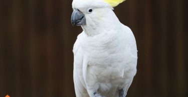 Choosing a Bird that will talk