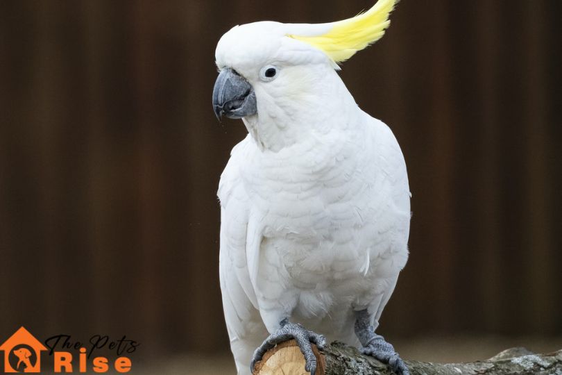 Choosing a Bird that will talk