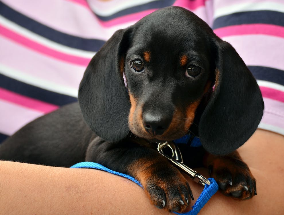Dachshund | thepetsrise.com