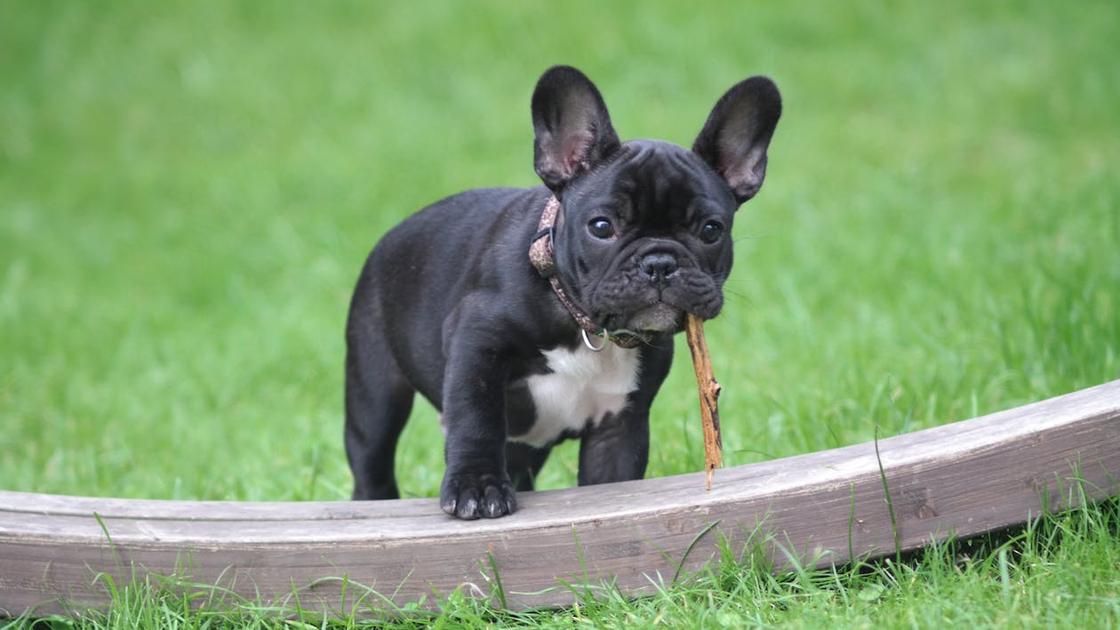 French Bulldog | thepetsrise.com