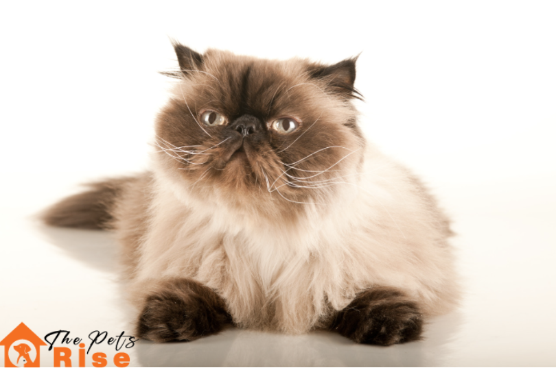 Himalayan | List of Long Hair Cats