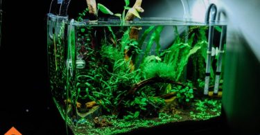 saltwater aquarium setup