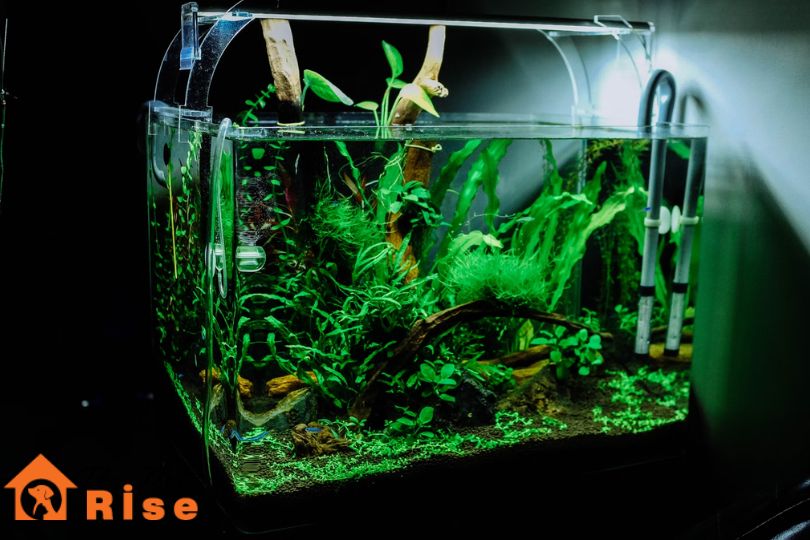 saltwater aquarium setup