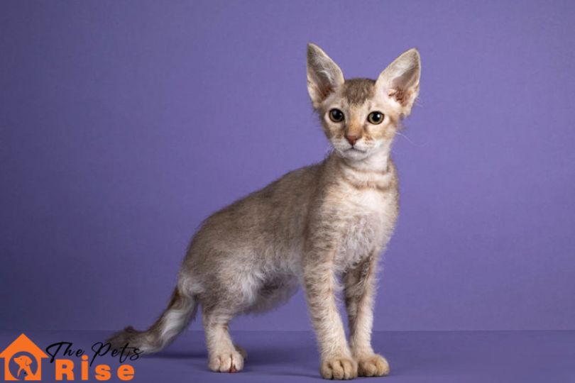 List of Long Hair Cats