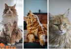 List of Long Haired Cats