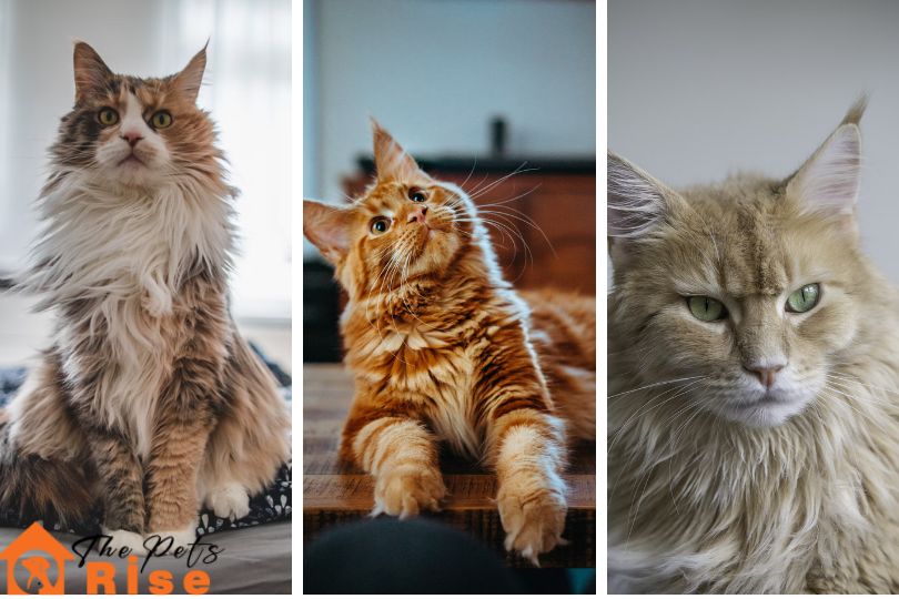 List of Long Haired Cats