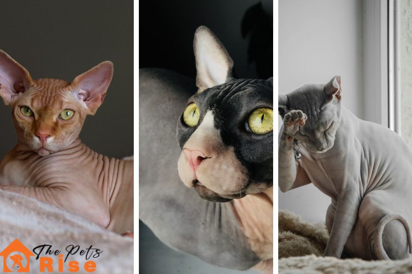 List of hairless Cats