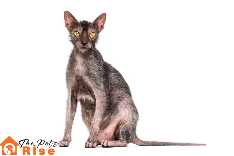 Hairless cat 