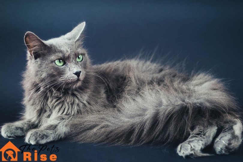 List of Long Hair Cats