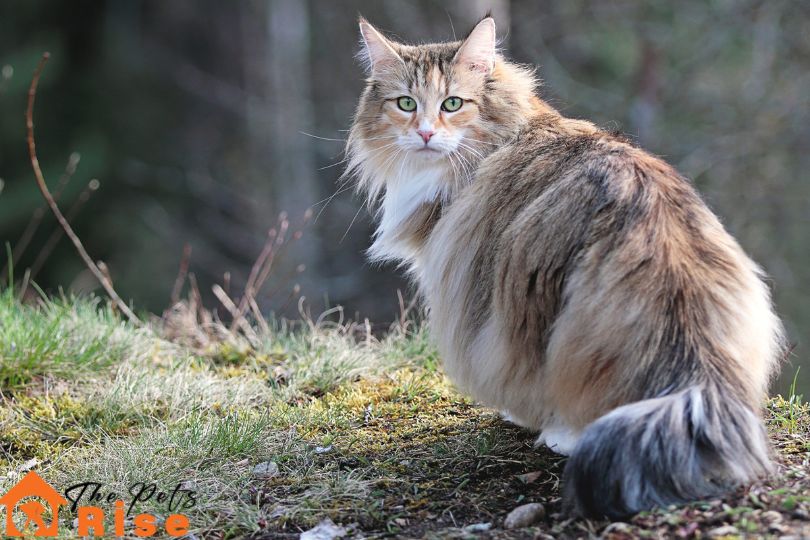 List of Long Hair Cats