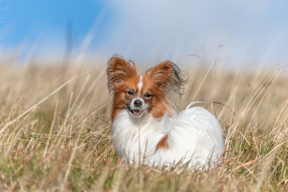 Papillon | thepetsrise.com