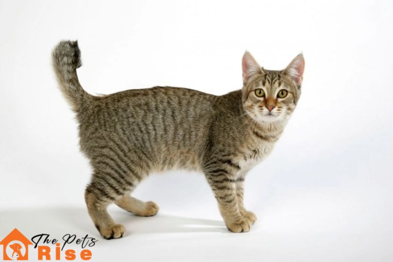 List of Long Hair Cats
