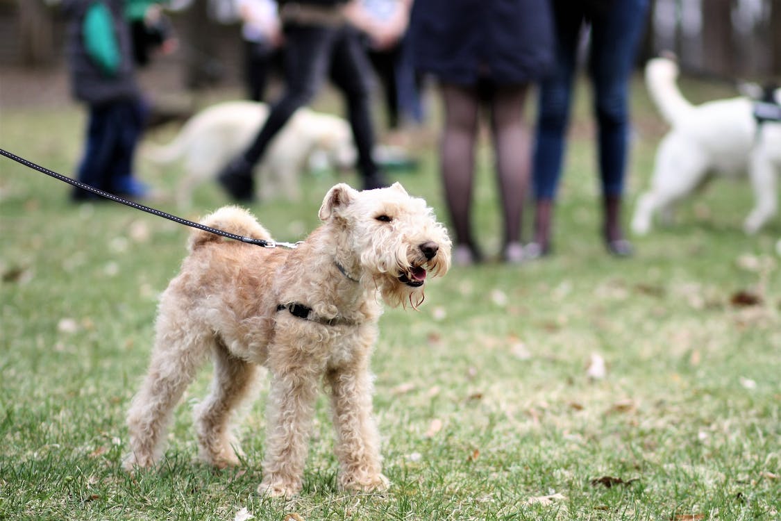 Poodle | thepetsrise.com