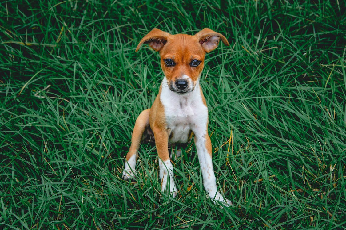 Rat Terrier | thepetsrise.com