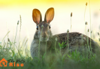 stop a rabbit from chewing