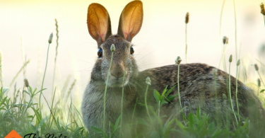 stop a rabbit from chewing