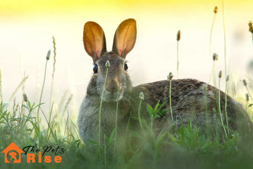 stop a rabbit from chewing
