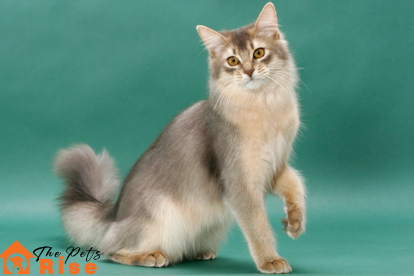 List of Long Hair Cats