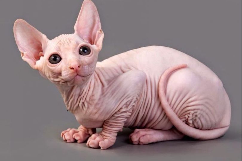 Hairless cat breeds