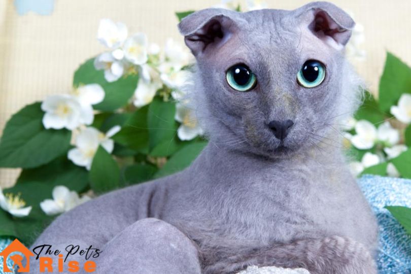 Hairless cat breeds
