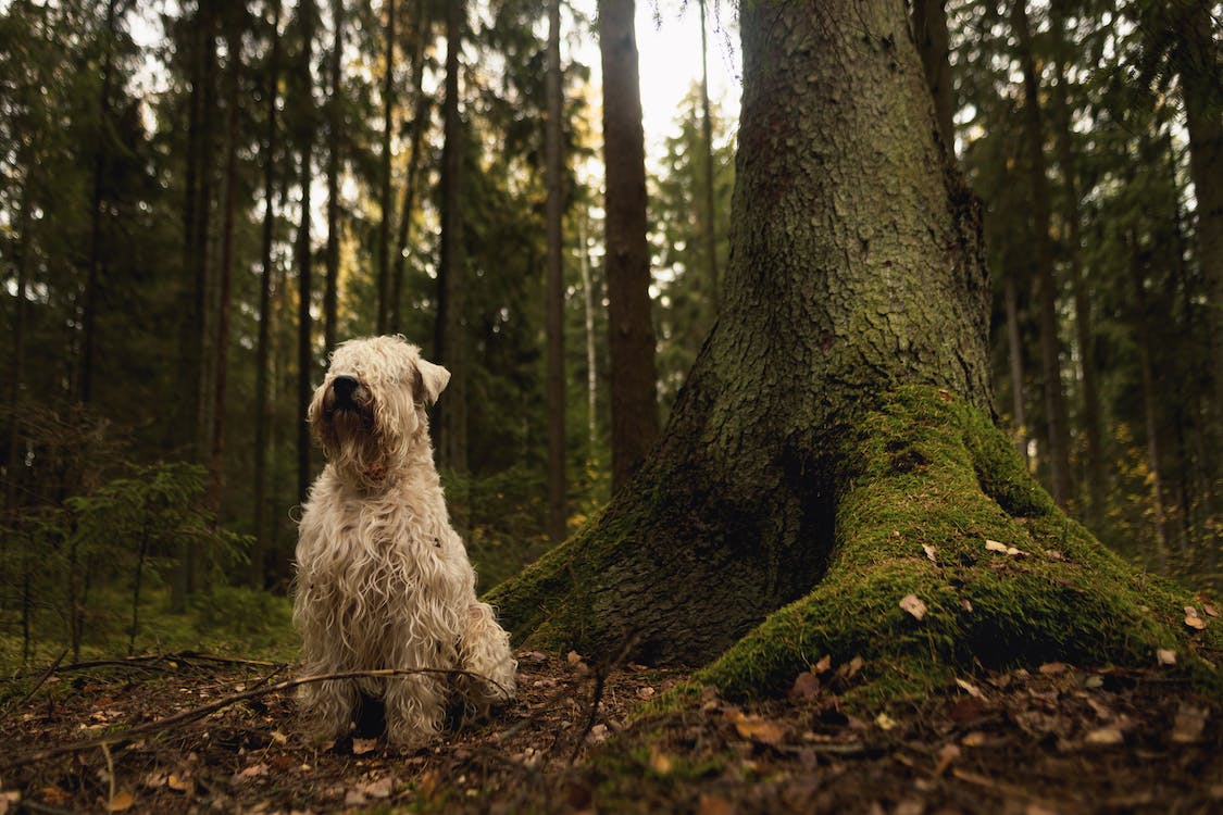 Welsh Terrier | thepetsrise.com