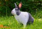 rabbit teeth