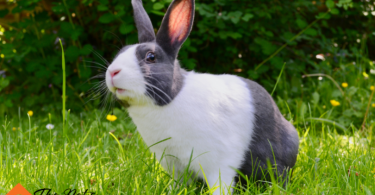 rabbit teeth