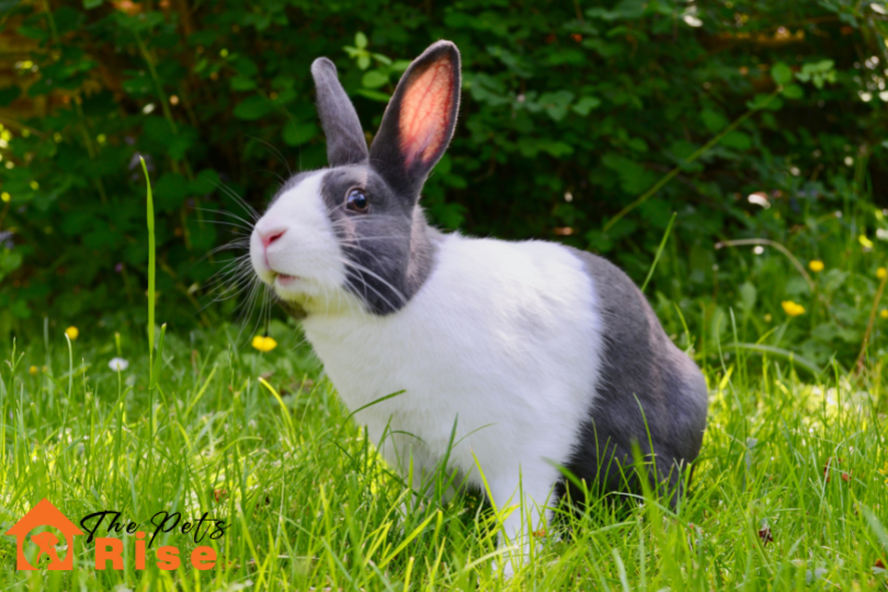 rabbit teeth