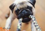 best dog toys