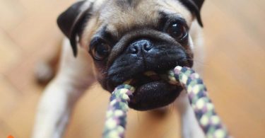 best dog toys