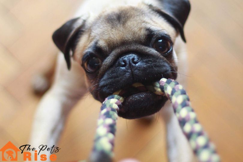 best dog toys