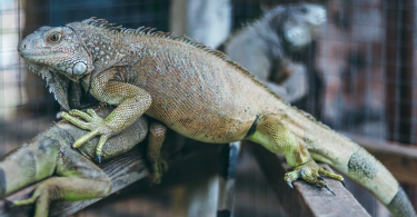 guide for iguana care